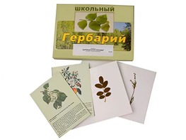 Гербарий "Деревья и кустарники" (22 вида, с иллюстрациями) - fgospostavki.ru - Тольятти
