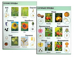 Коллекция "Семена и плоды" - fgospostavki.ru - Тольятти