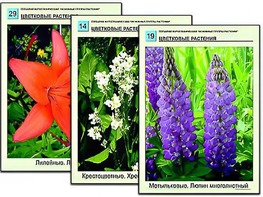 Гербарий фотографический "Основные группы растений" - fgospostavki.ru - Тольятти
