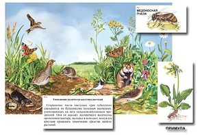 Магнитный плакат-аппликация "Луг: биоразнообразие и взаимосвязи в сообществе" - fgospostavki.ru - Тольятти