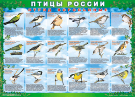 Комплект таблиц "Птицы России (4 листа)" (100х140 сантиметров, винил) - fgospostavki.ru - Тольятти