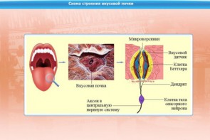 Интерактивные курсы. Биология 10 класс. Расширенный. - fgospostavki.ru - Тольятти