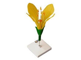 Модель цветка капусты - fgospostavki.ru - Тольятти