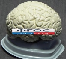 Модель "Мозг в разрезе" (белый) - fgospostavki.ru - Тольятти