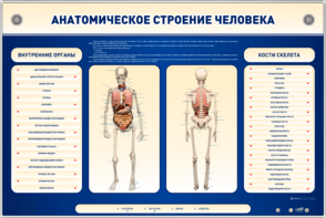 Электрифицированный стенд-тренажер c макетом скелета "Анатомическое строение человека" - fgospostavki.ru - Тольятти