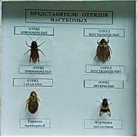 Коллекция энтомологическая "Представители отряда насекомых" - fgospostavki.ru - Тольятти