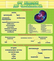 Стенд "От клетки до организма" - fgospostavki.ru - Тольятти