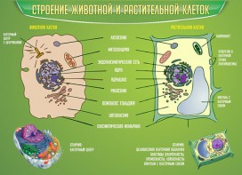 Стенд "Строение животной и растительной клеток" - fgospostavki.ru - Тольятти