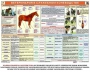 Комплект плакатов "Служебное коневодство" - fgospostavki.ru - Тольятти