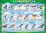 Комплект таблиц "Птицы России (4 листа)" (100х140 сантиметров, винил) - fgospostavki.ru - Тольятти