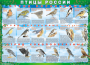 Комплект таблиц "Птицы России (4 листа)" (100х140 сантиметров, винил) - fgospostavki.ru - Тольятти