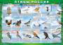 Комплект таблиц "Птицы России (4 листа)" (100х140 сантиметров, винил) - fgospostavki.ru - Тольятти
