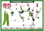 Комплект таблиц "Ознакомление с окружающим миром 1-4 класс" - fgospostavki.ru - Тольятти